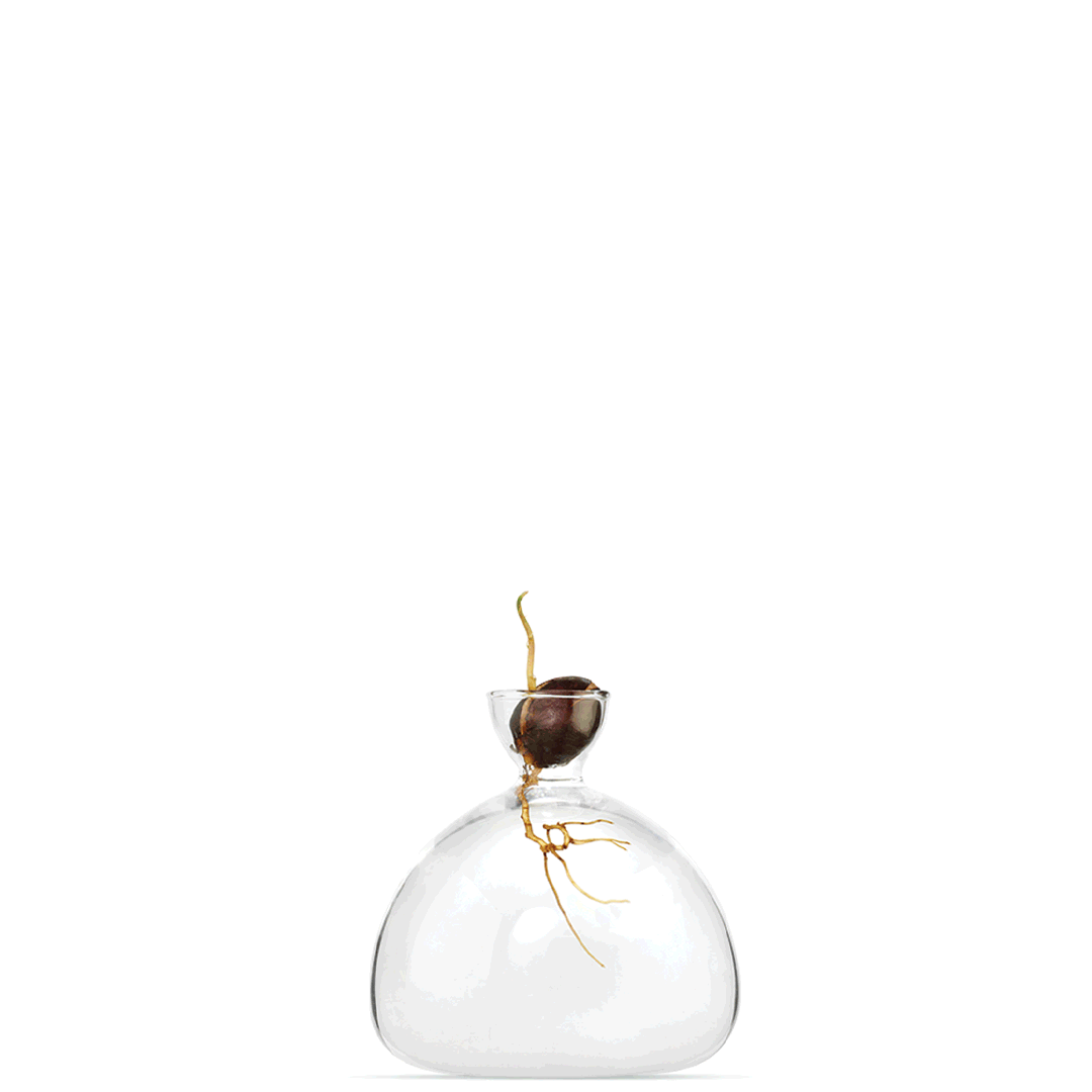 Ilex Studio Avocado Vase